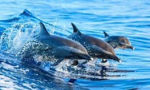 Dolphin Tour